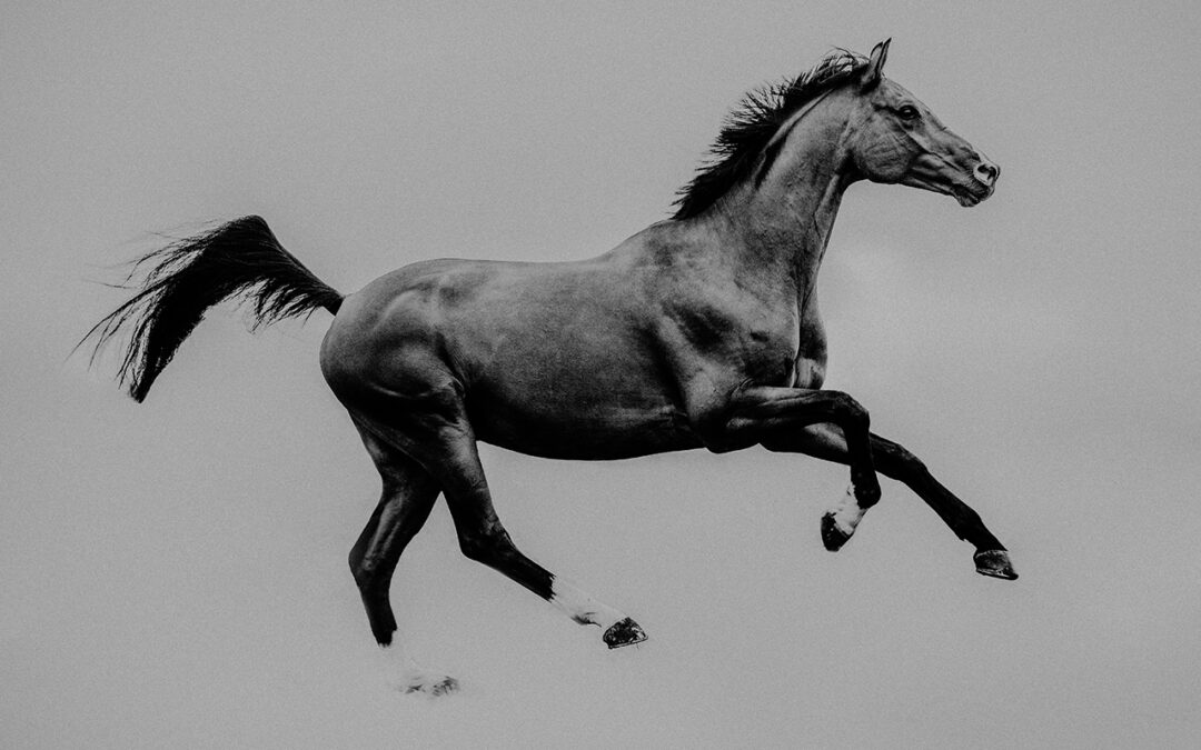 Fortbildung Grundlagen für gesundes Reiten 20. April 2024