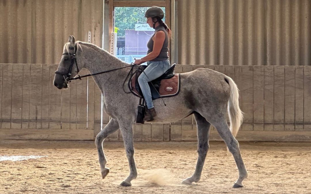 Fortbildung: Grundlagen für gesundes Reiten